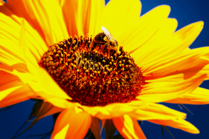 Salma Khan Nature Photography of Bees, Toronto, Canada